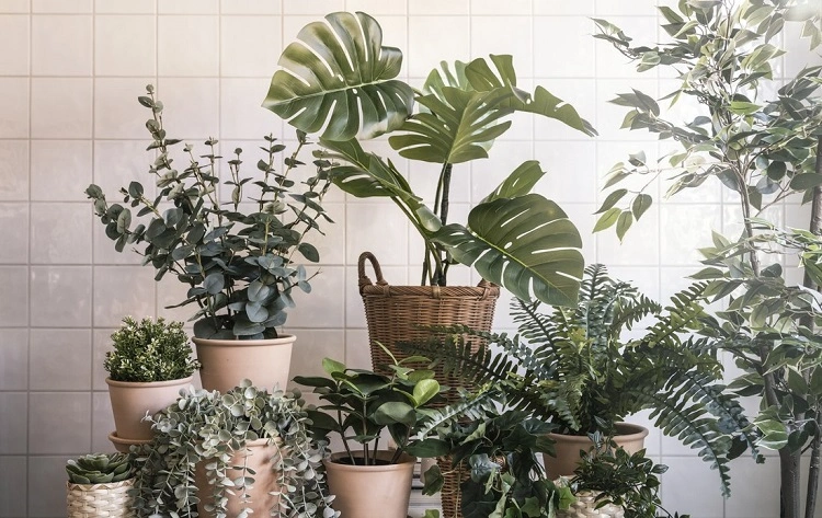 Pilih jenis tanaman yang tepat, Sumber: ikea.co.id